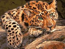 Картина по номерам Цветной: Леопард