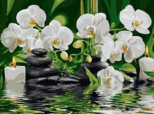 Картина по номерам Цветной: Орхидеи