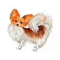 Картина по номерам Белоснежка: Собака-бабочка