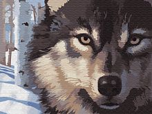 Картина по номерам Цветной: Волчий взгляд