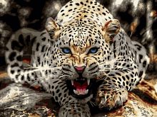 Картина по номерам Цветной: Леопард перед броском